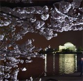 Chùm ảnh hoa anh đào tuyệt đẹp ở Washington (1)