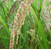 IRRI phát triển thành công giống lúa siêu chịu mặn