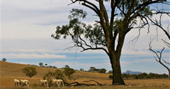 Lý giải hiện tượng cây phát tiếng kêu khi... khát nước