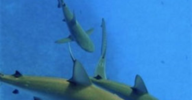 Cá mập lặn sâu hơn khi trăng tròn