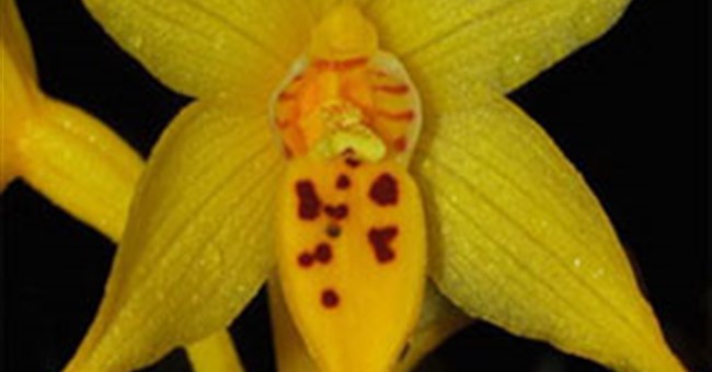 Du khách phát hiện loài lan mới