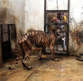 Hổ ở Indonesia mắc bệnh trầm trọng