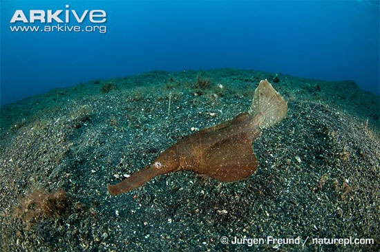 Cá dao cạo (Solenichthys paegnius) thuộc một họ cá có hình thù lạ lùng, rất khó hình dung nếu chỉ diễn tả bằng lời…