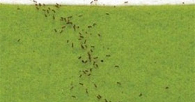 Kiến lửa "giải" toán siêu như người