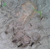 Yên Bái: Phát hiện hai cá thể hổ ở huyện Lục Yên