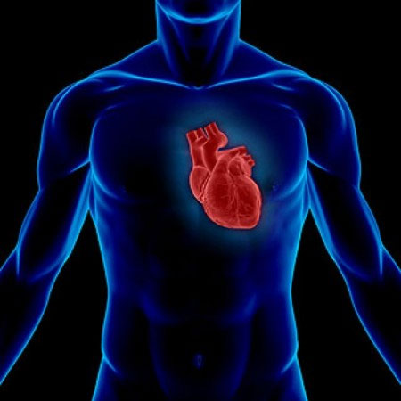 Gene Meis1 ngăn chặn các tế bào tim phân chia, do đó cản trở trái tim của người trưởng thành phục hồi sau tổn thương.