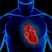 Phát hiện gene làm "tan nát" trái tim