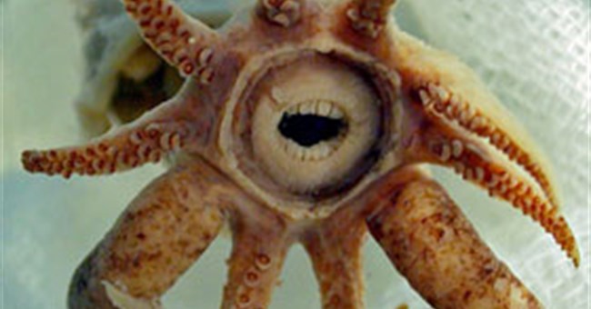 Mực và cá mọc răng giống người