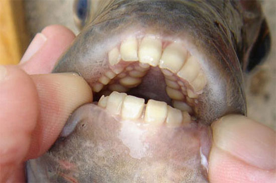 Cá Sheepshead