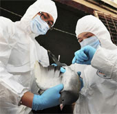 Virus H7N9 "cực kỳ nguy hiểm" với con người
