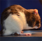 Chuột bị stress do ngày dài hơn