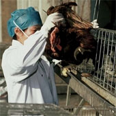 Thêm 2 tỉnh Trung Quốc bùng phát dịch H7N9