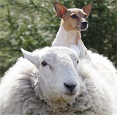 Cừu hành xử như chó