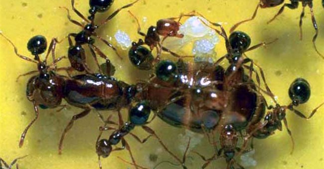 Làm việc theo nhóm giúp kiến lửa thoát chết trong lũ lụt