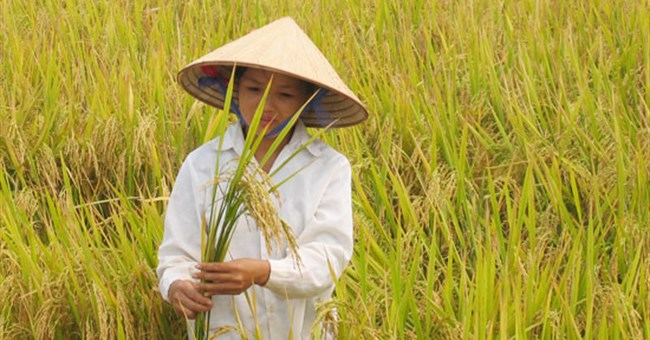 Phát hiện mới về nguồn gốc của lúa gạo