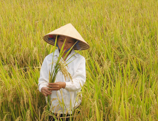 Phát hiện mới về nguồn gốc của lúa gạo