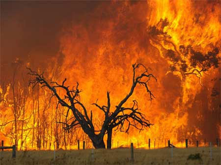 Cháy rừng lan rộng vượt ngoài kiểm soát tại Anh