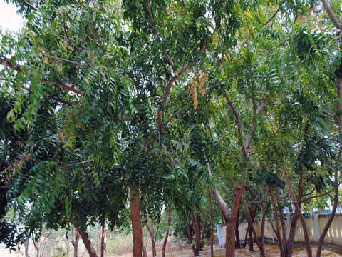 Sản xuất thuốc bảo vệ thực vật từ cây neem