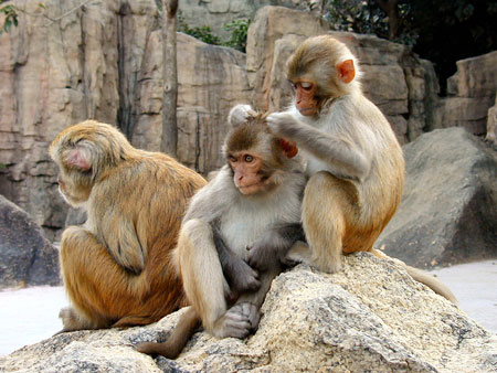 Khỉ có gene chống bệnh thế kỷ