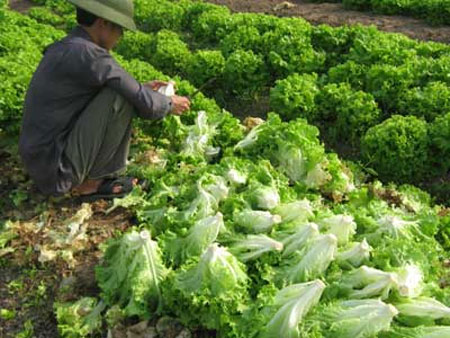 Hà Nội: Rau ô nhiễm từ ruộng đến chợ