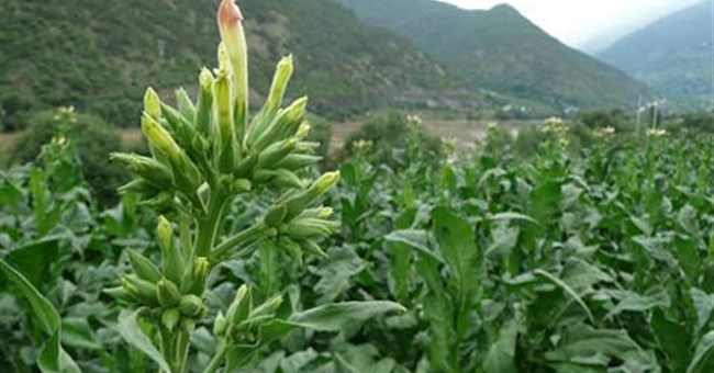 Cây cối cũng hành xử như con người