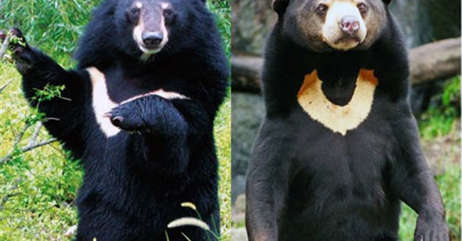 Giải mã bí ẩn ‘quái thú’ cắn đứt đầu chó ở Quảng Ngãi