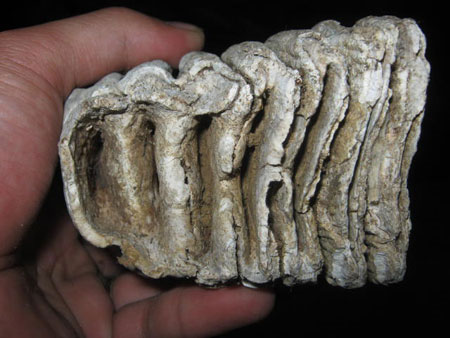 Bí ẩn hóa thạch răng thú lạ khổng lồ ở Quảng Nam