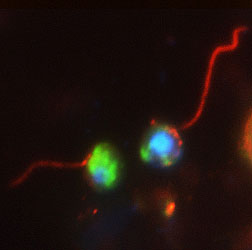 Hai tế bào nấm, có thể từ một dòng dõi cổ xưa, mỗi hiển thị một đường cong, đuôi dài như roi (màu đỏ) trong một giai đoạn biến đổi nhanh trong chu kỳ đời sống của chúng.