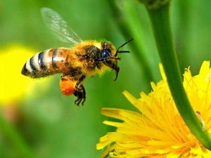 Điện thoại di động sẽ làm giảm số lượng loài ong