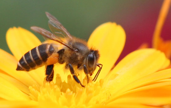 Dùng nọc ong phát hiện chất nổ