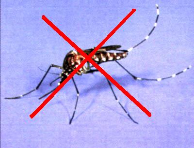 Vi khuẩn diệt muỗi lây bệnh sốt rét