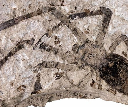 Video: Hóa thạch nhện 49 triệu năm tuổi