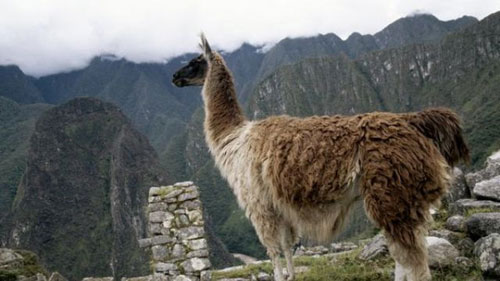 Nền văn minh Inca được hình thành từ... phân lạc đà