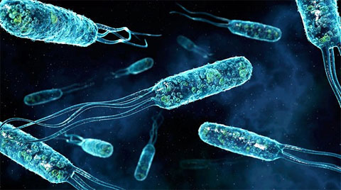 Xâm nhập thế giới vi khuẩn bên trong cơ thể con người