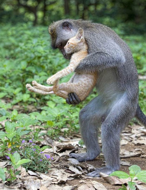 Kỳ lạ khỉ nuôi mèo