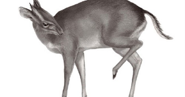 10 loài sinh vật mới phát hiện độc đáo nhất năm 2010