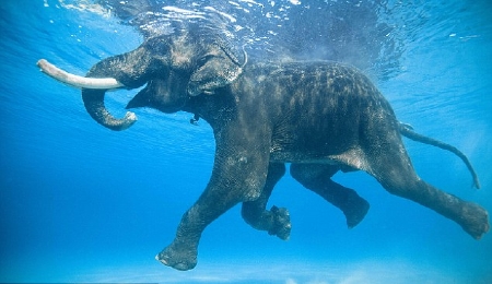 Gặp con voi biết bơi duy nhất trên thế giới