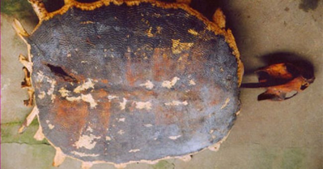 Chuyện chưa kể về bộ cốt rùa ở Yên Bái và Hòa Bình