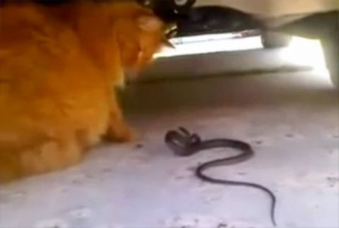 Video: Cuộc hỗn chiến giữa mèo và rắn