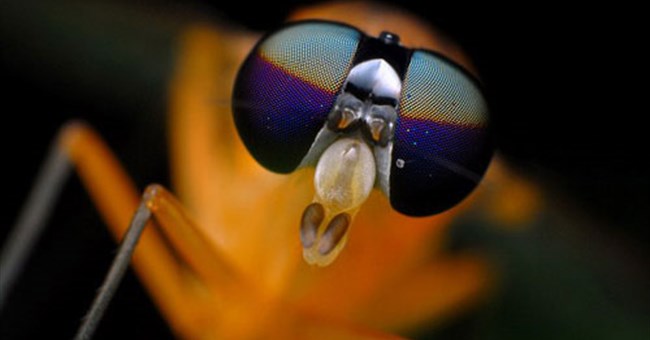 Tuyệt đẹp những côn trùng... "ngoài hành tinh"!