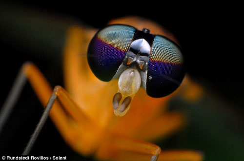 Tuyệt đẹp những côn trùng... "ngoài hành tinh"!