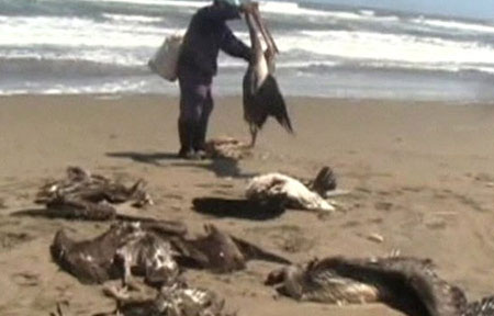 Chim biển chết hàng loạt tại Peru