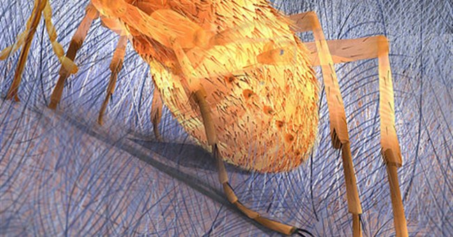 Bọ chét khủng long