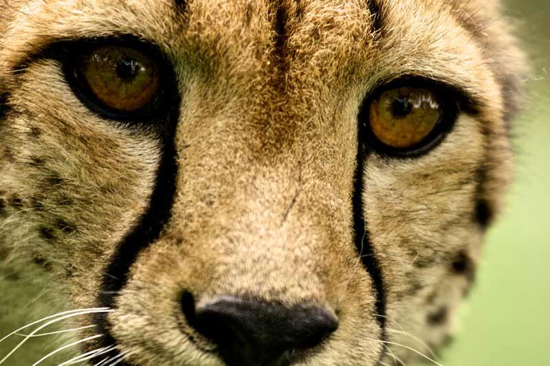 Vì sao động vật có mắt to lại chạy nhanh hơn?