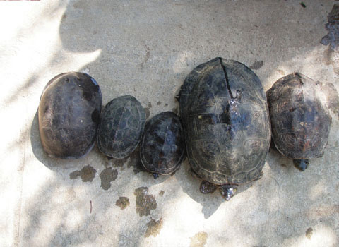 Giải cứu 5 con rùa ở Đà Nẵng