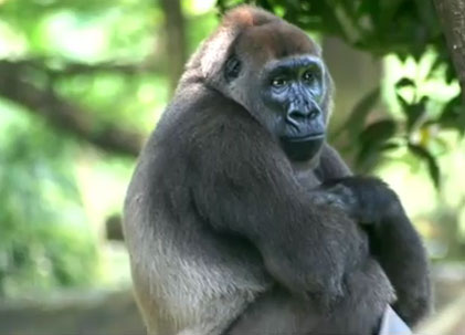 Video: Phát hiện khỉ cực kỳ quý hiếm