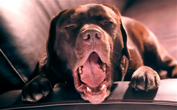 Chó có khả năng đồng cảm với con người