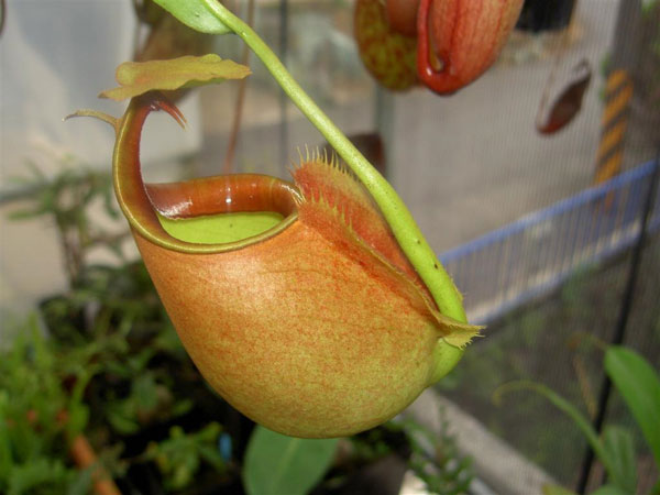 Cây Nepenthes bicalcarata