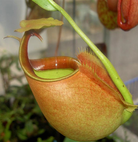 Kiến "bảo kê" cho cây ăn thịt 