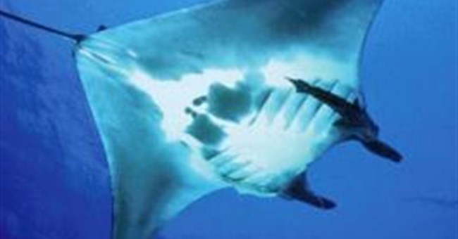 Những điều chưa biết về loài cá khổng lồ dài 8m